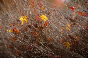 “Autumn Maple Leaves” courtesy of num_skyman at FreeDigitalPhotos.net